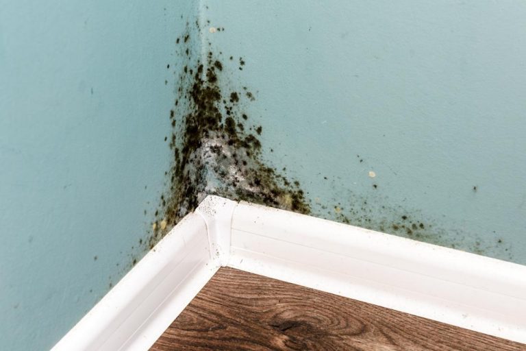 Things to Know About Black Mold
