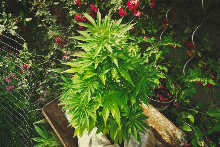 Enriching Your Soil for Cannabis Cultivation