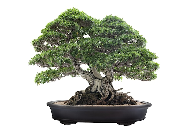 Gift Bonsai Plants to Your Friends and Loved Ones On All Occasions